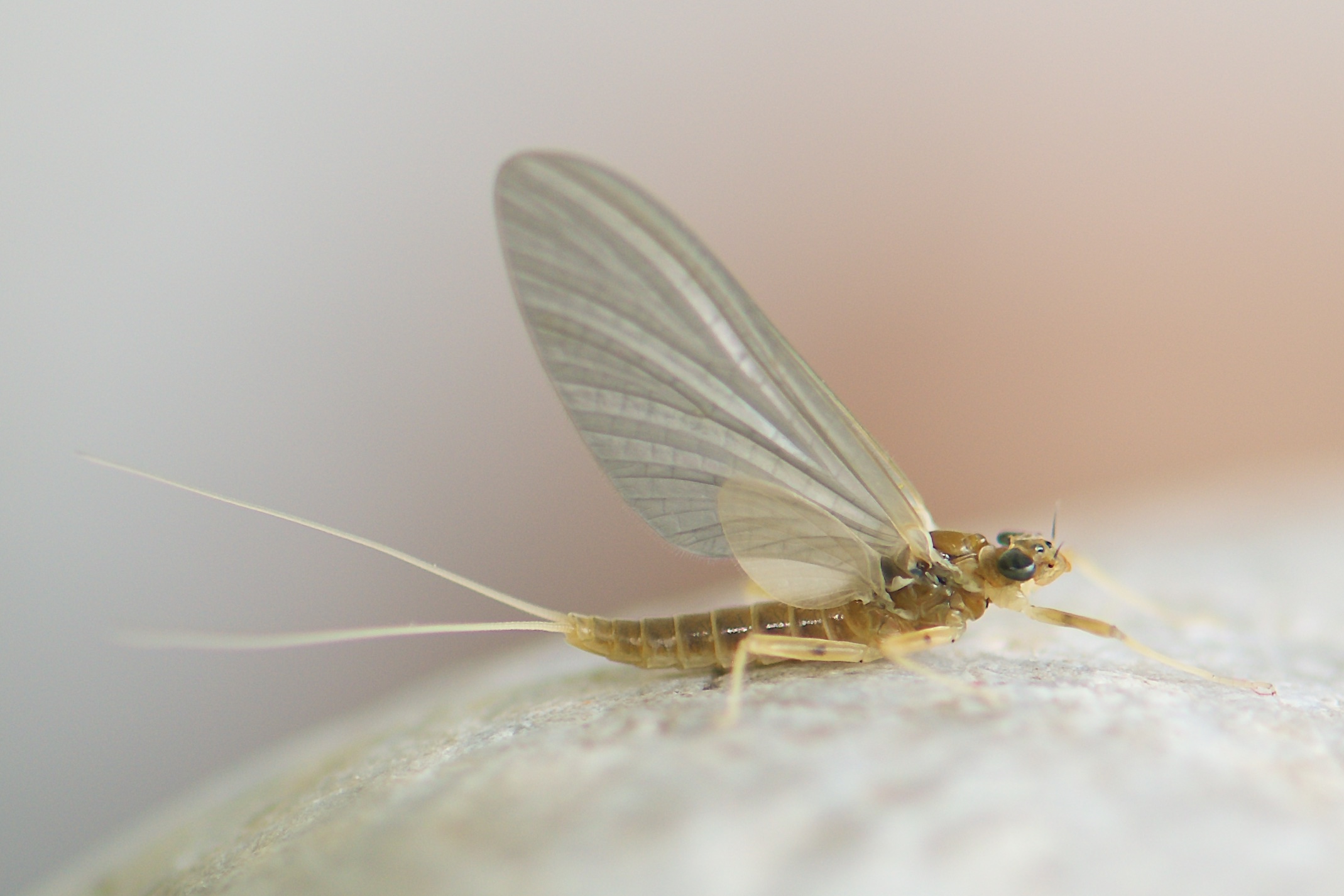 semicolorata Upright Fliege des Mai Rhithrogena Olive – – Monats: